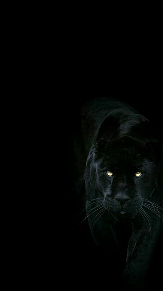 Death jaw reservoir maternal Black panther, king, land, panthers, puma, HD phone wallpaper | Peakpx