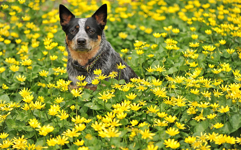 Australian Cattle Dog, lawn, Blue Heeler, flowers, dogs, Australian Bouvier Dog, pets, Australian Heeler, Queensland Heeler, HD wallpaper