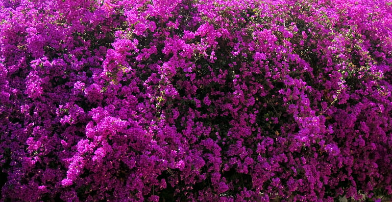 Bougainvillea, graphy, purple, flower, flowers, nature, HD wallpaper