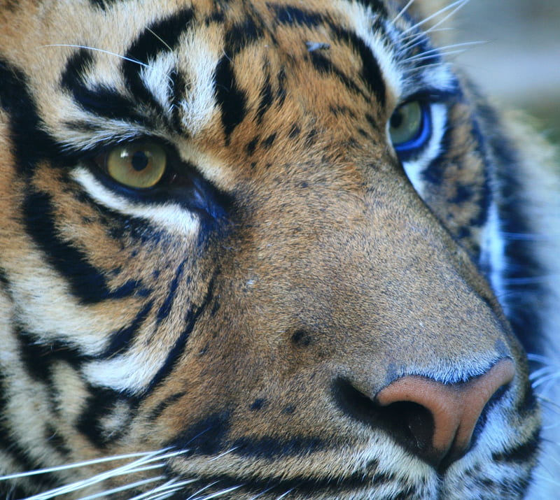 Tiger Eyes, 2012, 2013, best, cool, natural, new, s3, sgs3, HD wallpaper