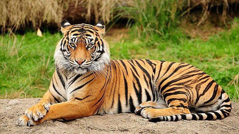 Bengal Tiger Is Lying Down On Rock In Blur Green Grass Background Tiger, HD wallpaper
