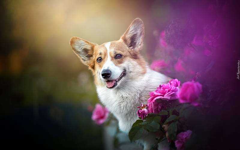 Pembroke Welsh Corgi, roses, animal, dog, Pembroke, HD wallpaper