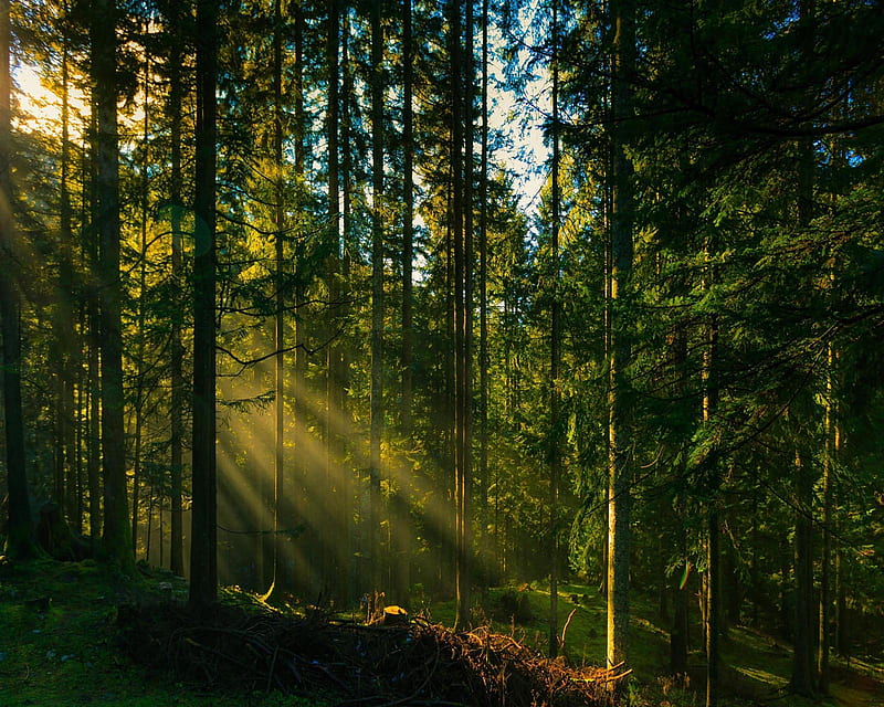 Forest tree sun rays, bonito, cute, look, nice, HD wallpaper | Peakpx