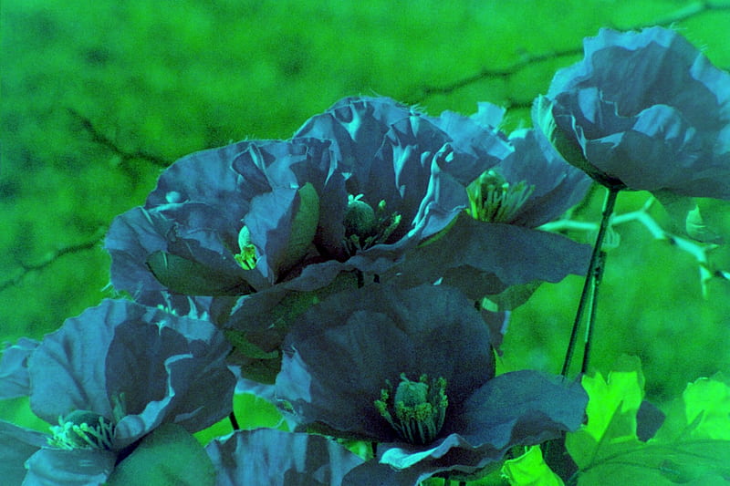Greenish-Blue Flowers , flower, green, abstract, blue, HD wallpaper
