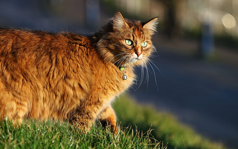 fluffy red cat, green grass, green eyes, cats, sunset, evening, breed of cats, HD wallpaper