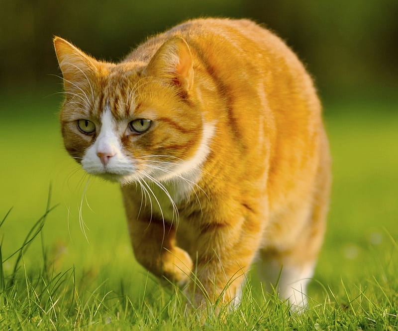 Cat, hunt, prey, HD wallpaper | Peakpx