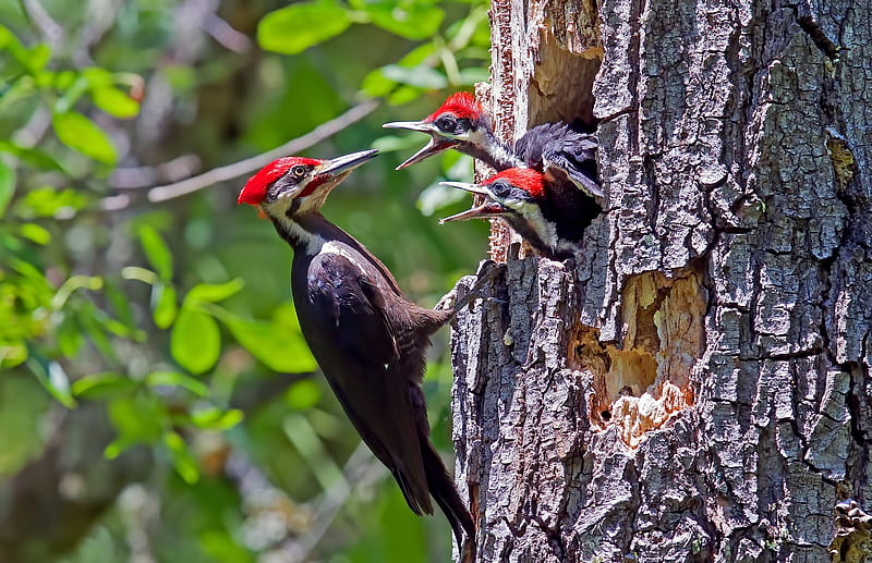 Woodpeckers, pasare, baby, woodpecker, ciocanitoare, male pileated, forest, red, tree, bird, nest, pasari, chicks, HD wallpaper