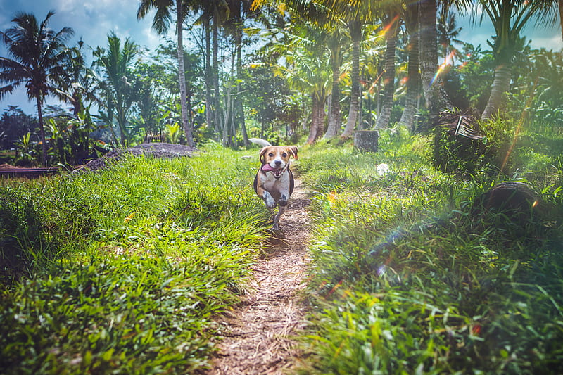 Beagle Dog In Joy, beagle, dog, animals, HD wallpaper