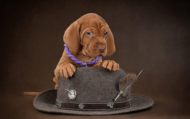 Puppy, cute, brown, caine, hunt, dog, animal, hat, HD wallpaper