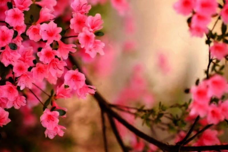 Hãy đón chào mùa xuân với tinh thần vui vẻ và đầy hứng khởi. Những bức ảnh về mùa xuân sẽ giúp bạn cảm thấy ngập tràn sức sống và niềm vui, từ những cánh đồng hoa đầy màu sắc đến những ngôi nhà nhỏ xinh được trang trí bằng hoa tươi.
