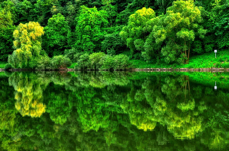 Green mirror of nature, grass, high definition, nice, beauty, forests, waterscape, wood, rivers, black, trees, glass, water, cool, surface, awesome, hop, landscape, scenic, scedne, bonito, selva, graphy, leaves, green, mata, mirror, scenery, amazing, reflex, lakes, lakescape, leaf, riverscape, mato, iew, nature, reflections, natural, HD wallpaper
