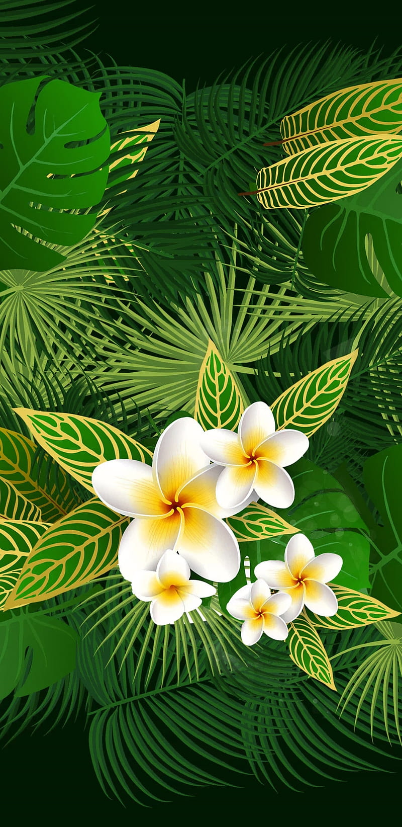 FrangipaniFoliage , frangipani, forest, green, flowers, flower, HD phone wallpaper