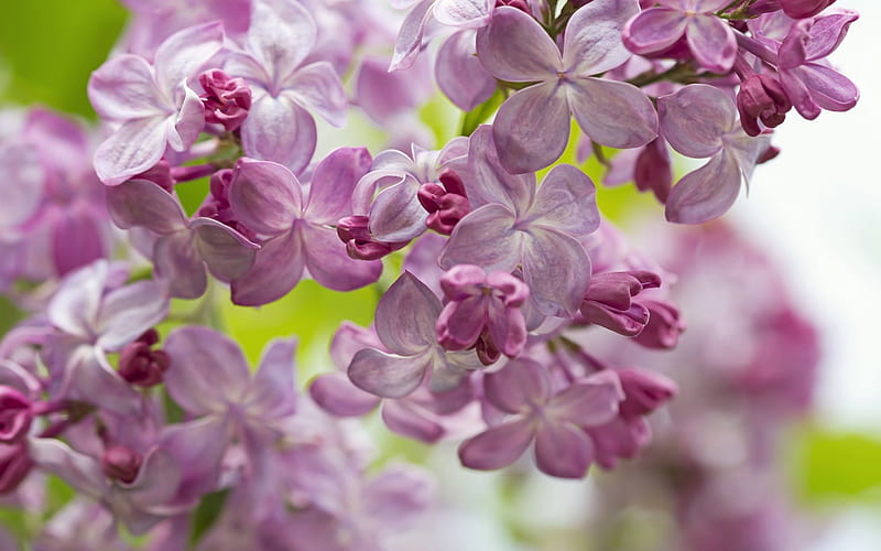 spring, busok, lilac, spring bloom, purple flowers, HD wallpaper