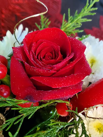 Red Rose Bonito Bouquet Cute Flower Flowers Pretty Redrose Rosebouquet Hd Phone Wallpaper Peakpx