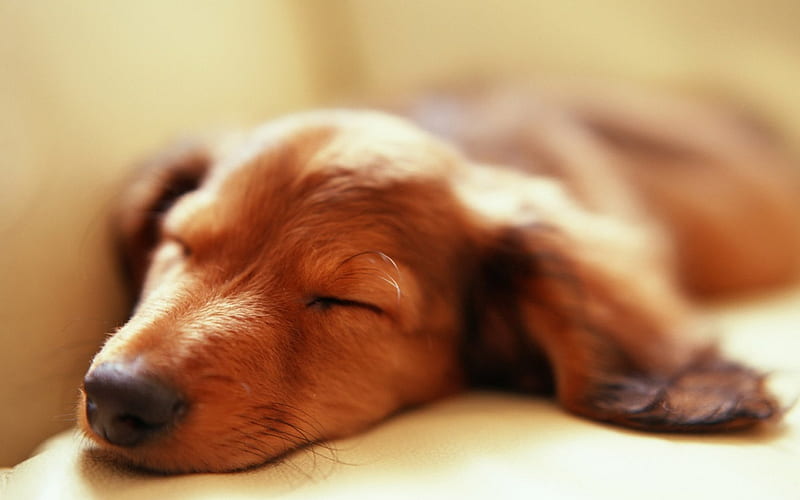 Sleeping Dachshund, sleep, adorable, nap, dachshund, cute, pet, wiener dog, precious, dog, HD wallpaper