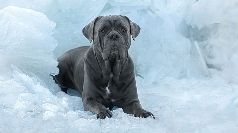 4K Cane Corso Wallpapers  Background Images