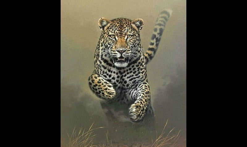 Leopard, Mammals, cat, Felids, HD wallpaper