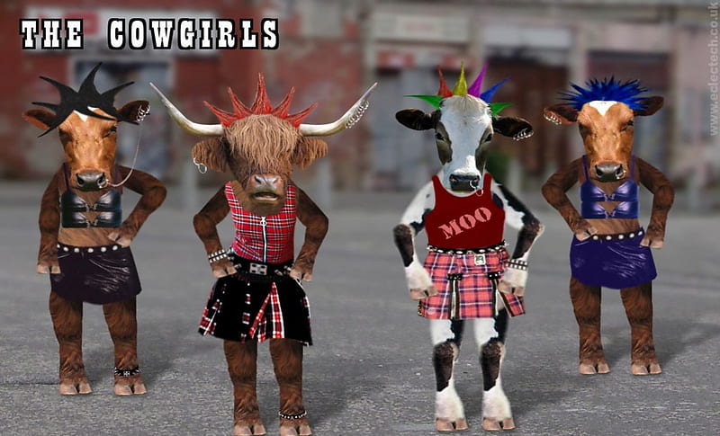 The Cow Dancers Union (hahaha), bulls, humor, cowgirls, funny, animals, cows, HD wallpaper