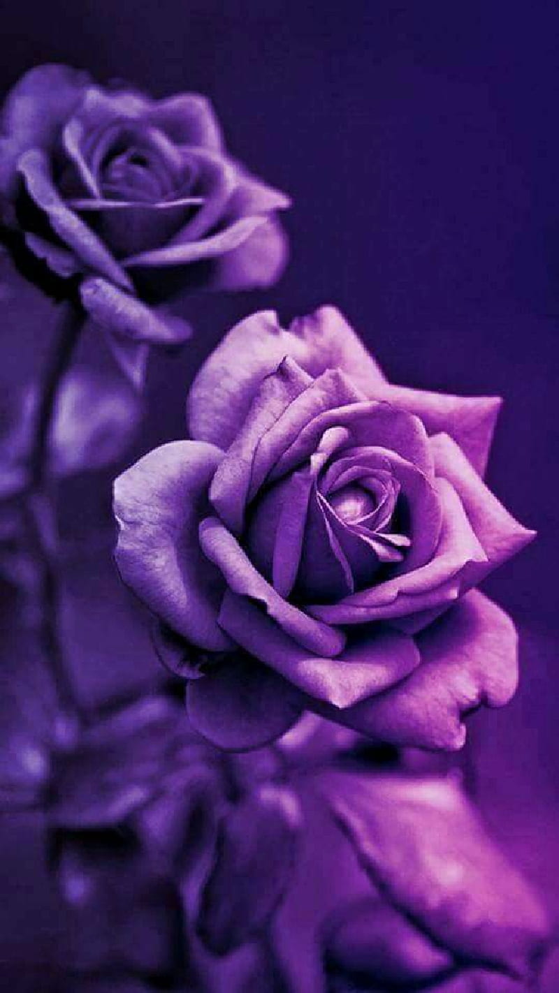 Purple Bloom, roses, flowers, bush, shrub, landscsping, HD phone wallpaper