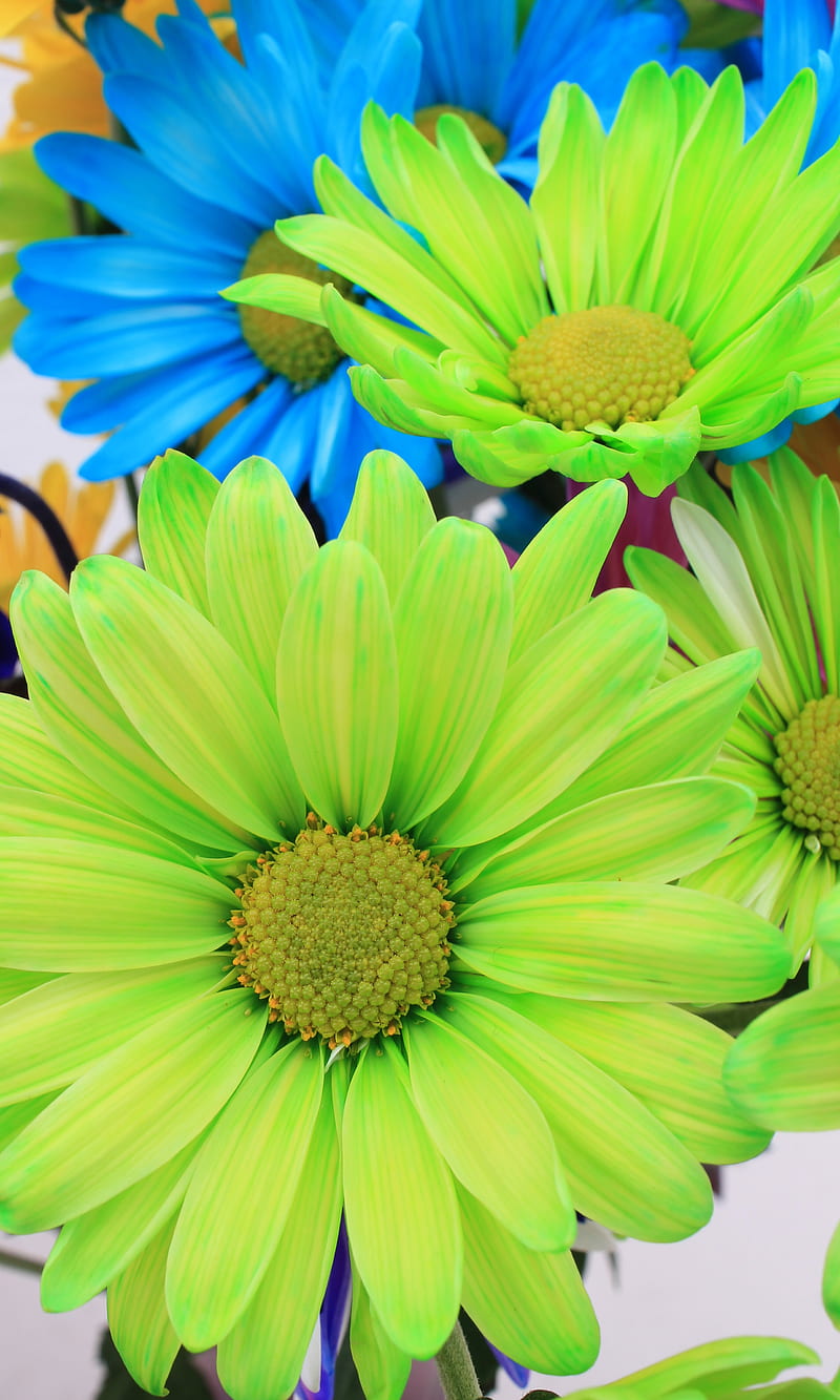Colored Daisies 1, blue, daisy, flowers, green, nature, HD phone wallpaper