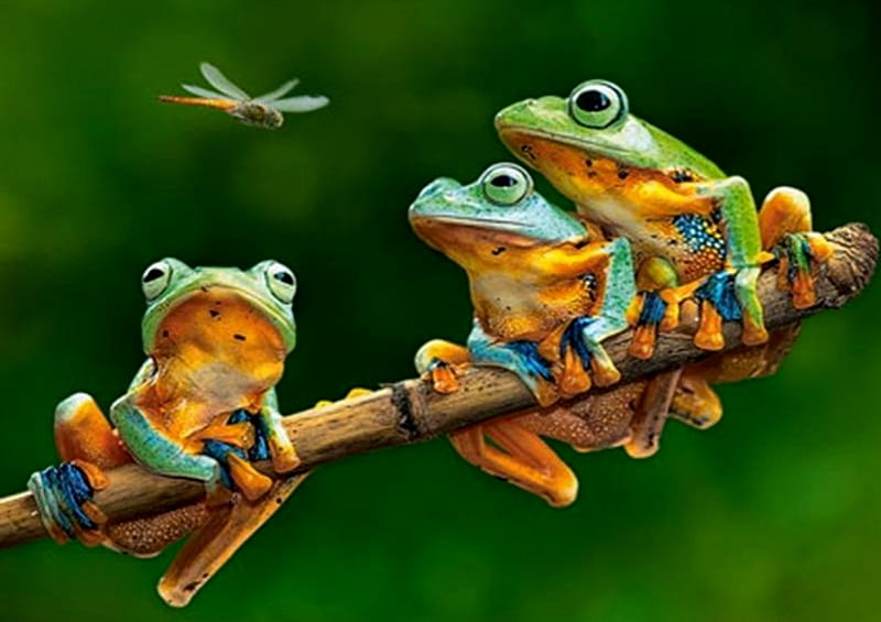 Three Frogs and Dragonflies, Frogs, Green, Dragonflies, Three, HD wallpaper