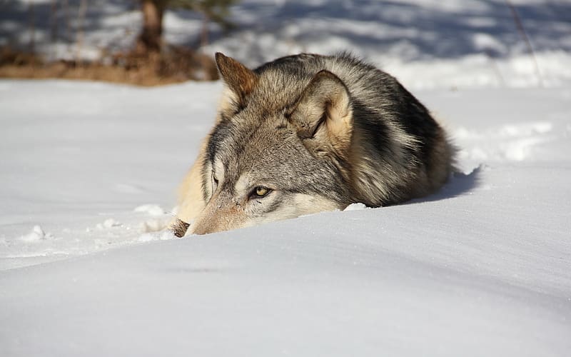 Wolf, Animal, Wolves, HD wallpaper