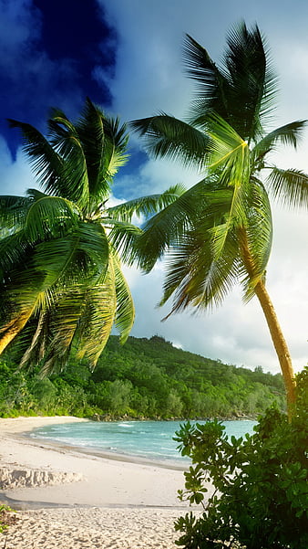Palms on the sea, beach, tropical island, sand, ocean, palm trees, HD ...