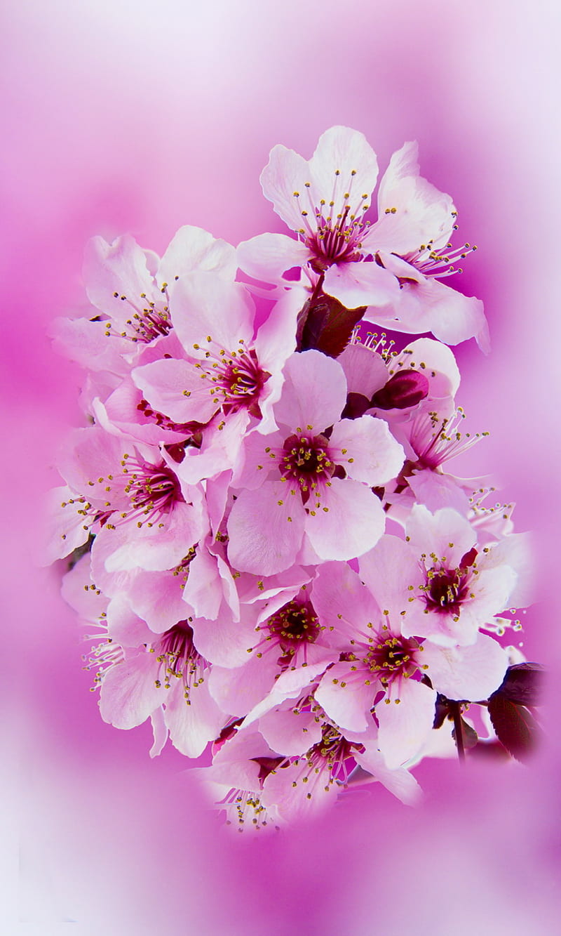 Màu hồng của hoa anh đào trở thành biểu tượng cho mùa xuân và tình yêu. Hãy cùng chiêm ngưỡng bức ảnh tuyệt đẹp về cảnh nở rộ của hoa anh đào tại Nhật Bản và tận hưởng vẻ đẹp hoàn hảo của mùa xuân.