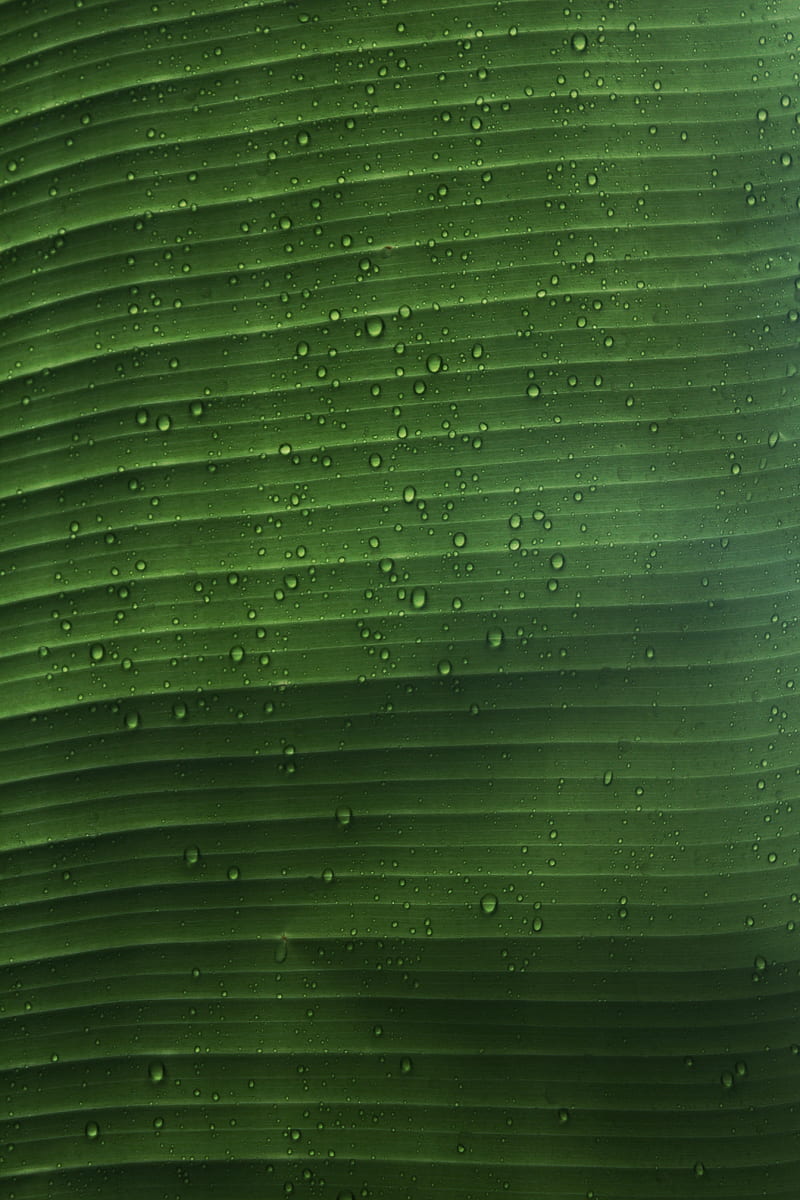 leaf, macro, plant, drops, water, HD phone wallpaper