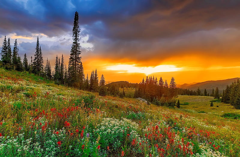 Wildflower sunset, hills, amazing, USA, fiery, wildflower, bonito, sunset, sky, Rocky, mountain, Colorado, meadow, HD wallpaper