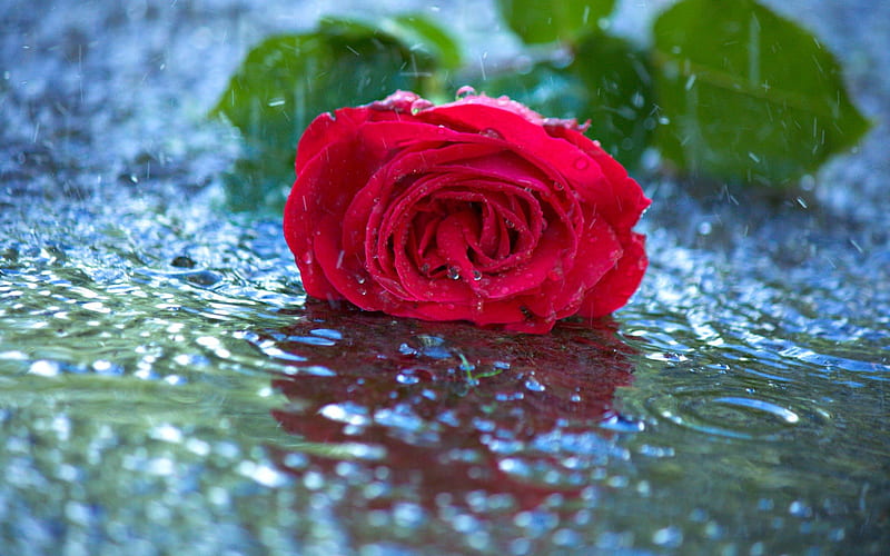 In The Rain, with love, red roses, red, pretty, wet, wet rose, rose, bonito, drops, sweet, red rose, still life, graphy, flowers, beauty, for you, valentines day, red petals, lovely, romantic, romance, drop, roses, rainy, rose petals, water, flower, nature, petals, rain, HD wallpaper