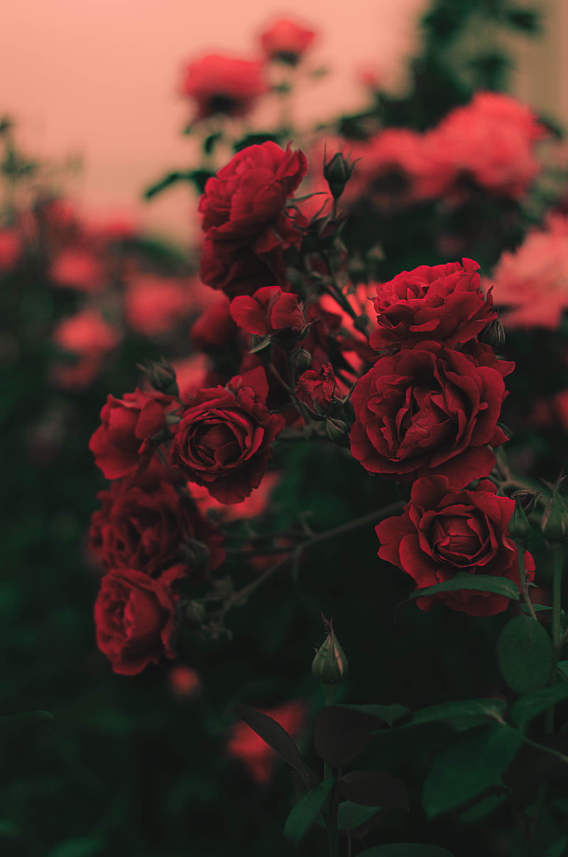shallow focus graphy of red roses, HD phone wallpaper