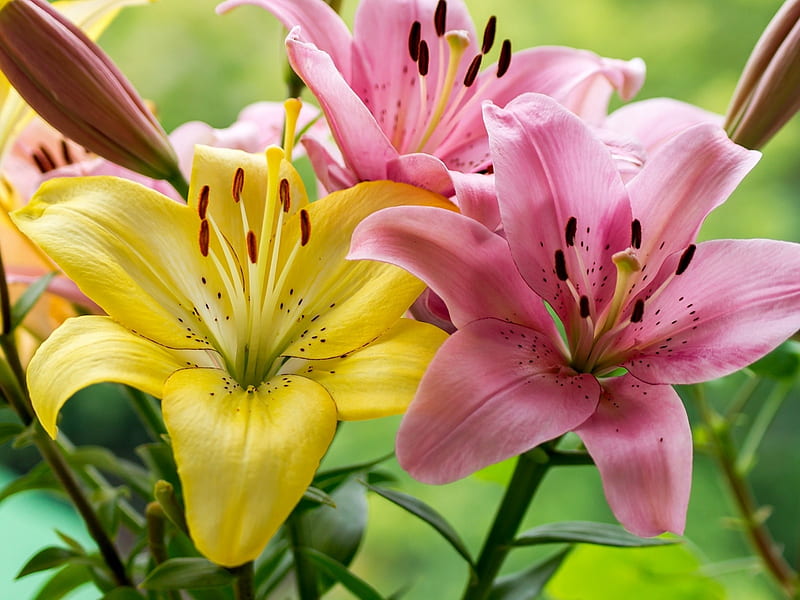 Yellow Pink Lilies, flowers, yellow, lilies, nature, petals, pink, HD wallpaper