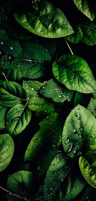 Drops, green, leaves, luck, water, HD phone wallpaper | Peakpx