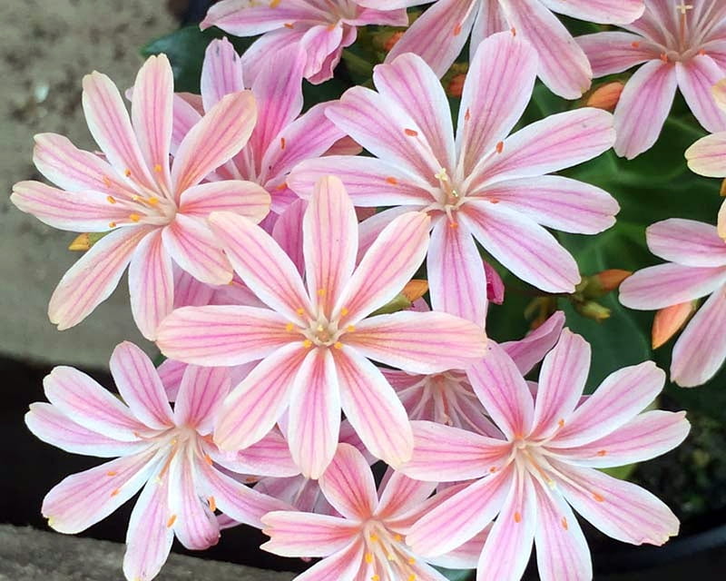 Lewisia Cotyledon Pink, Flowers, Lewisisia, pink, Cotyledoy, HD wallpaper