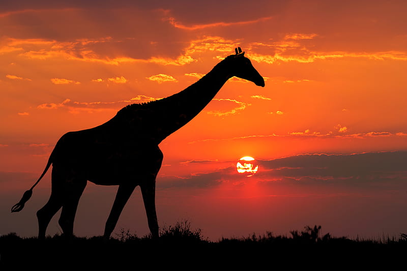 Giraffe Silhouette , giraffe, animals, silhouette, HD wallpaper