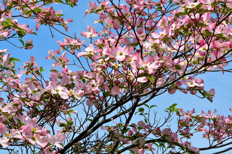 Spring Beauty, dogwood, pink flowers, spring flowers, pink dogwood, spring scene, HD wallpaper