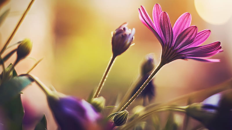 Purple Flower in Tilt Shift Lens, HD wallpaper