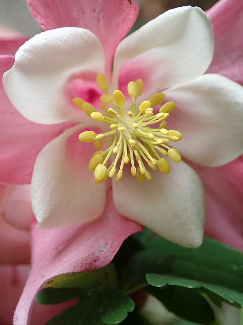 aquilegia, flower, pink, macro, HD phone wallpaper