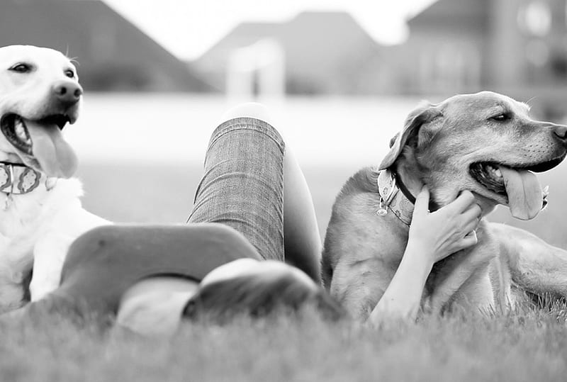 Unique bond between dog and owner, together, owner, unique, young girl, best friends, bond, love, siempre, sweethearts, nature, field, animals, dogs, HD wallpaper