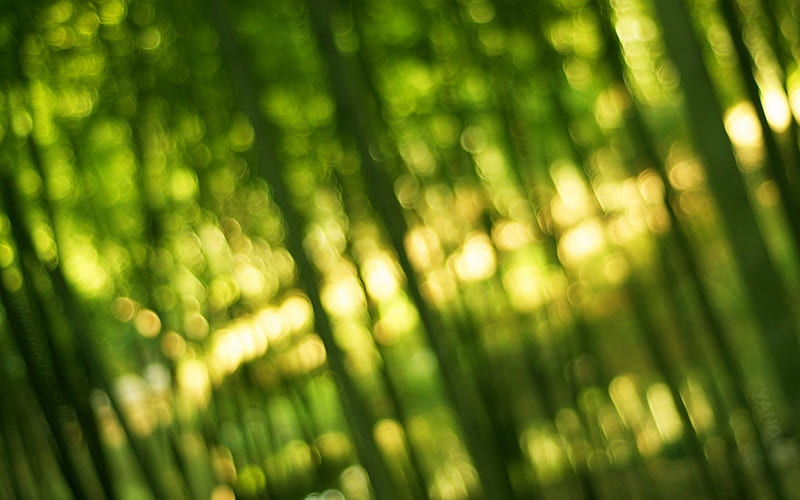 Bamboo Green Light Bokeh-, HD wallpaper