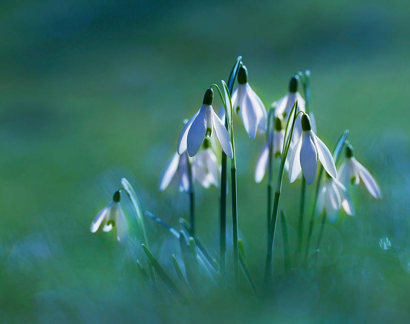 Campanillas De Invierno Primavera Flores Naturaleza Fondo De Pantalla Hd Peakpx 5481