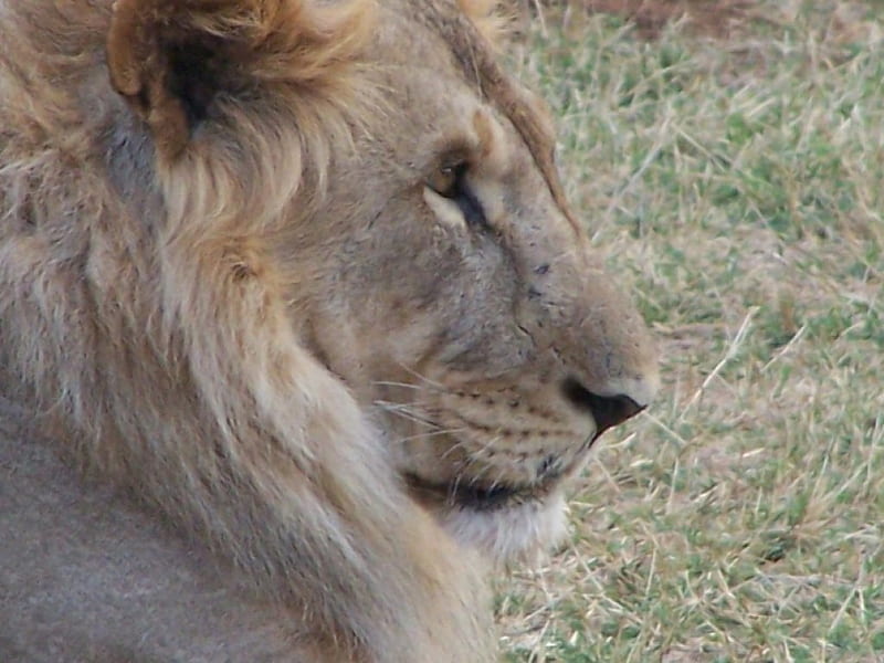 Lion head, head, Kenya, game reserve, lion, HD wallpaper