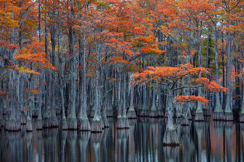 Georgia Cypress Swamp, fall, change, leaves, colors, nature, gragh, swamp, HD wallpaper