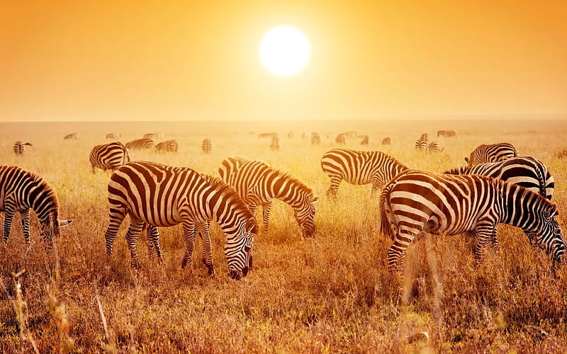 dawn, savannah, zebra, HD wallpaper