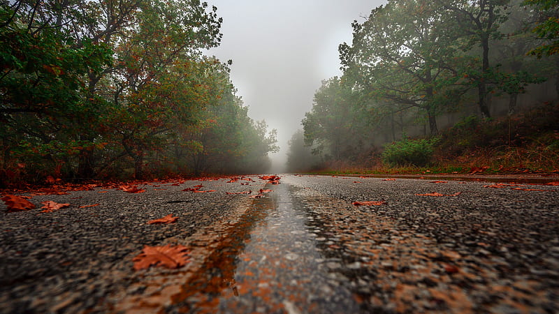 Man Made, Road, Fall, Fog, Foliage, rain, HD wallpaper