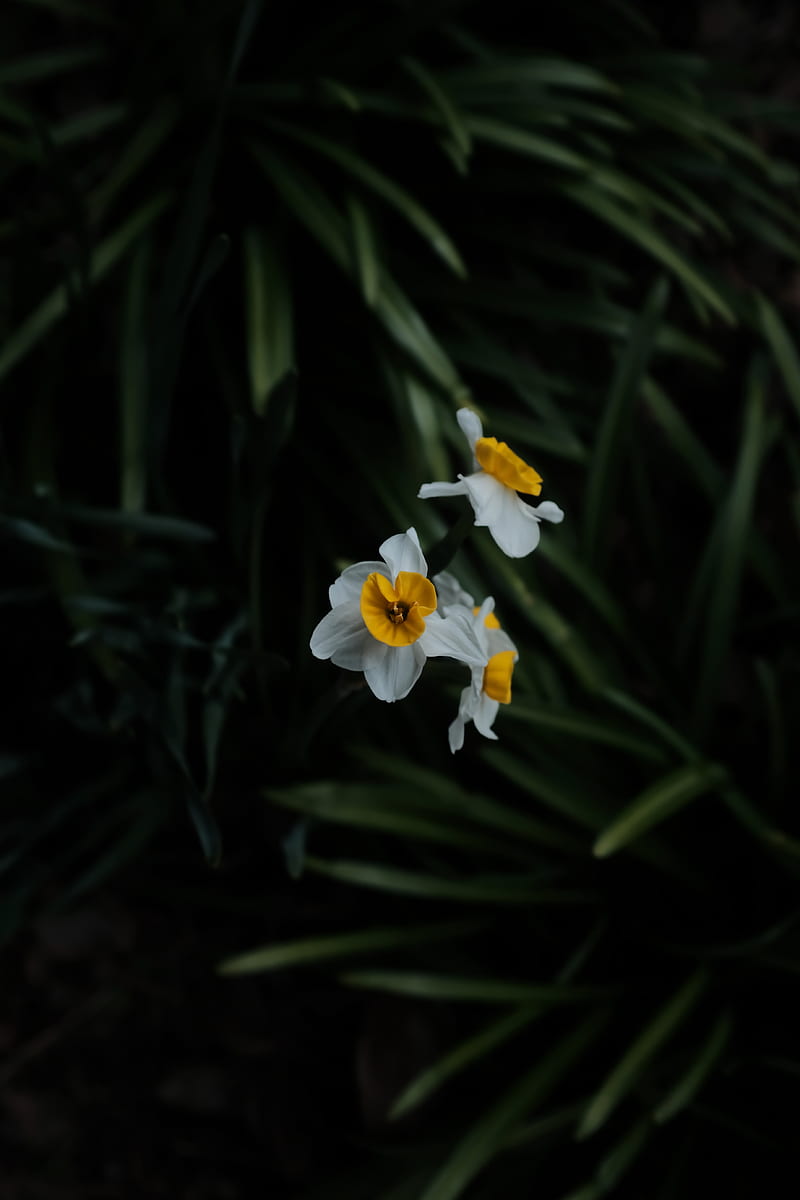 daffodils, flowers, plant, macro, blur, HD phone wallpaper