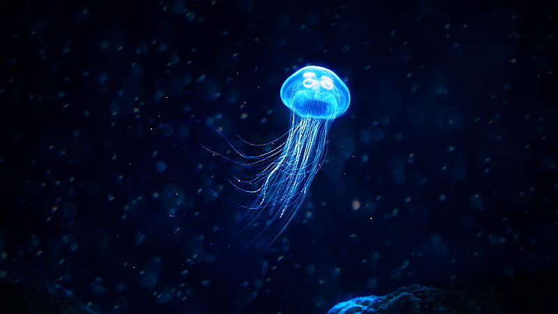glowing jellyfish, underwater, Animal, HD wallpaper