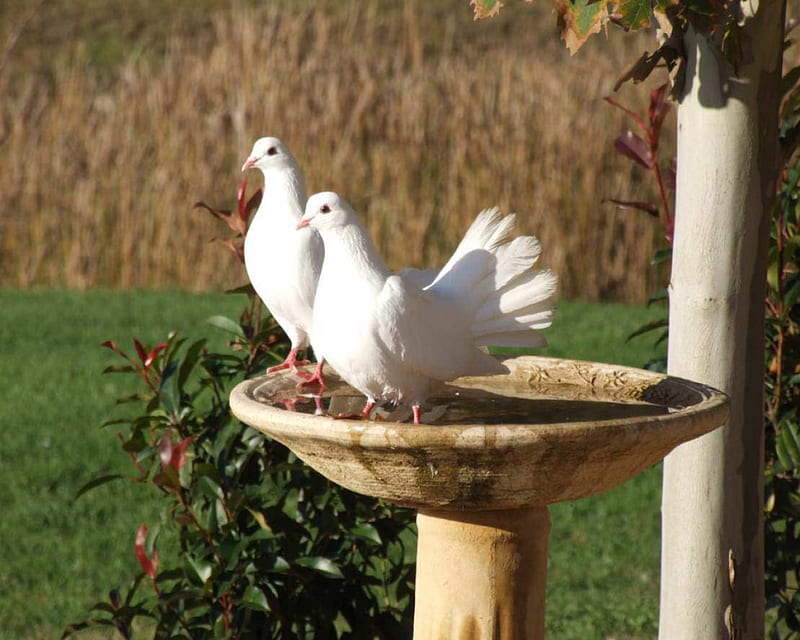 Pigeons in the birdbath, garden, 2 white pigeons, birdbath, HD wallpaper