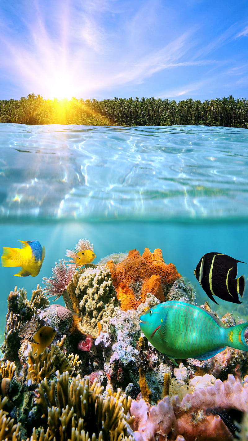 Coral reef ocean underwater tropical islands coral HD wallpaper   Peakpx